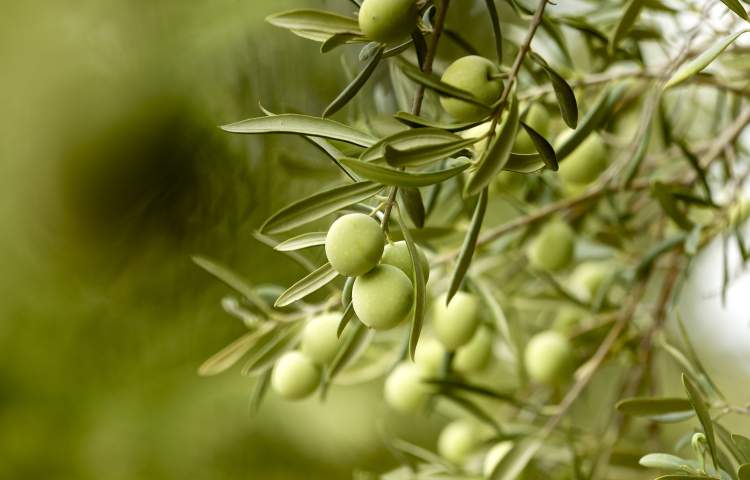 Green olives in a tree