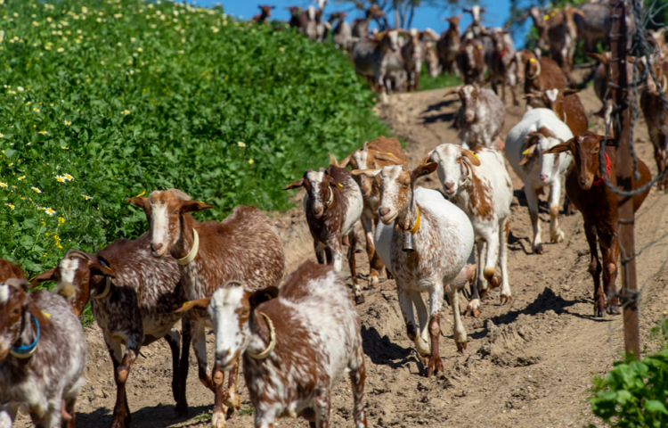 goats walking down a hill