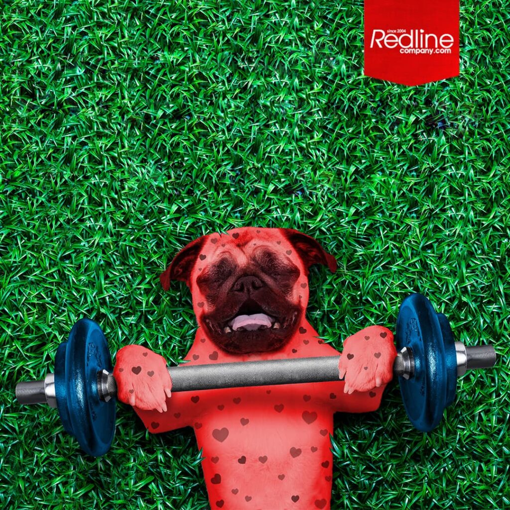 Red hearted dog in grass holding a weight created by Redline Company